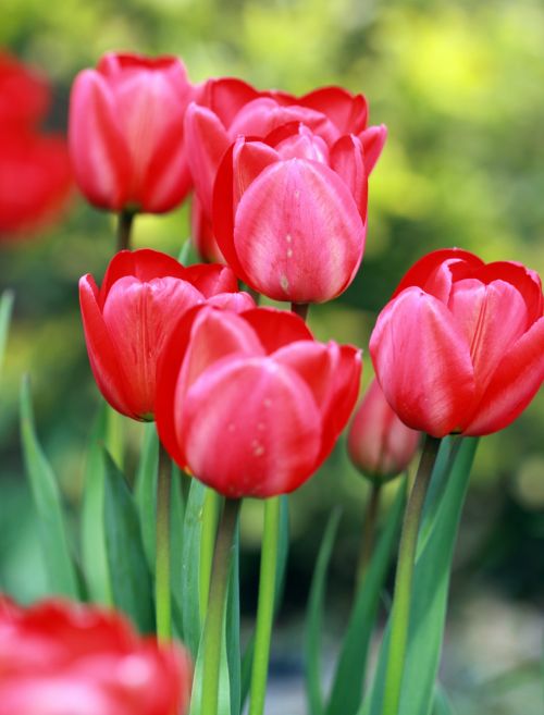 Red Tulips In Garden