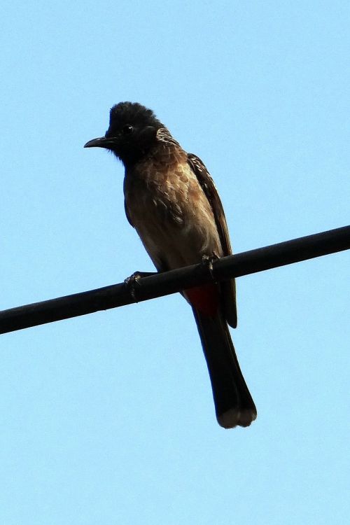 red-vented bulbul pycnonotus cafer dharwad