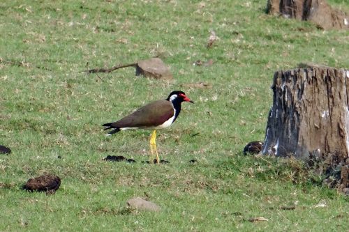 red-wattled lapwing vanellus indicus lapwing
