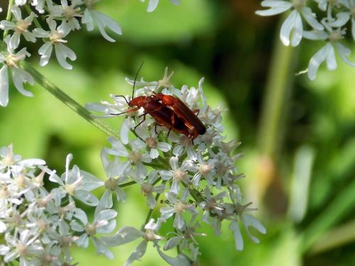 red weichkäfer soldier beetle beetle
