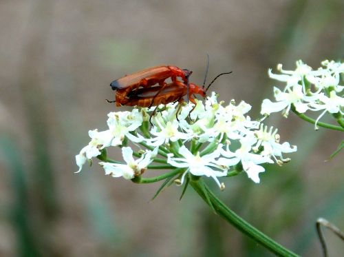 red weichkäfer soldier beetle beetle