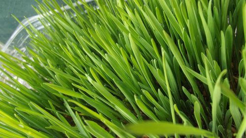 grass green herbs