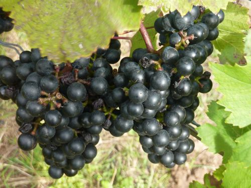 red wine red grape vine