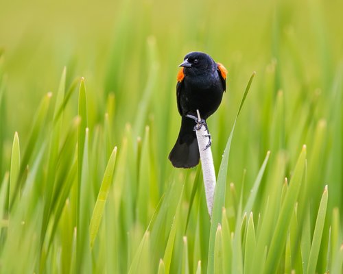 red wing blackbird  bird  perched