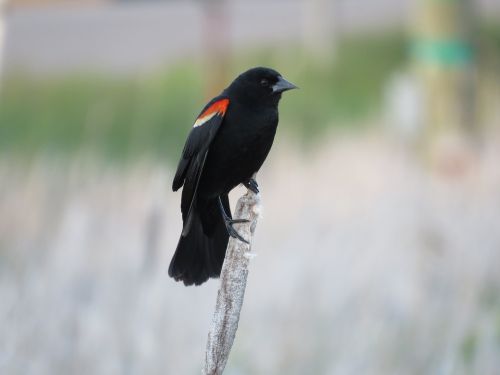 red winged blackbird blackbird bird