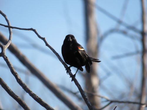 red-winged blackbird blackbird red-winged