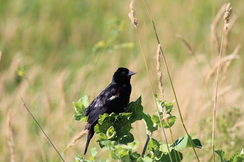 red-winged blackbird  fledgling  bird