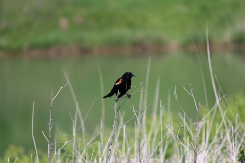 red-winged blackbird bird outdoors