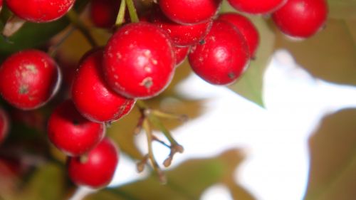 Red Winter Berries