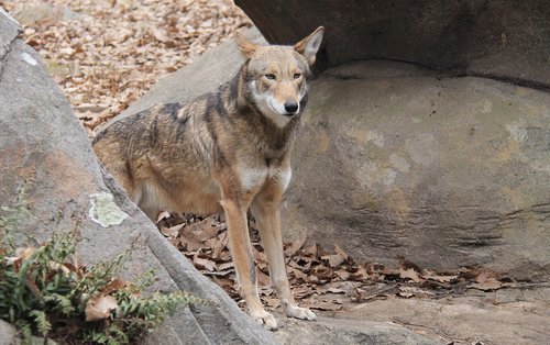 red wolf  rocks  nature