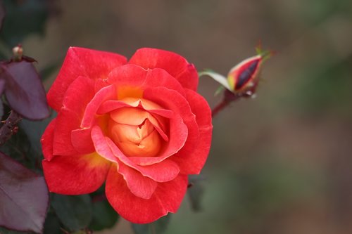 red yellow rose  flower  bud