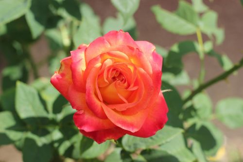 red yellow rose alinka bloom plant