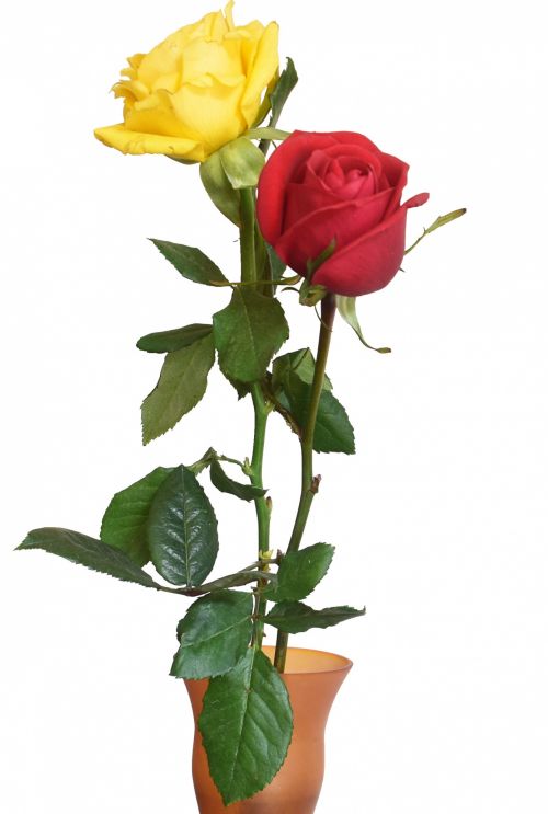 Red Yellow Roses