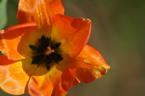 Red Yellow Tulip