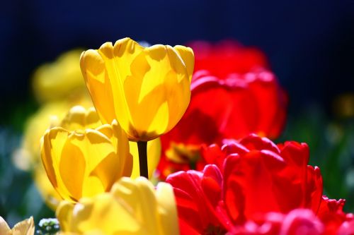 red-yellow tulips confectionery spring
