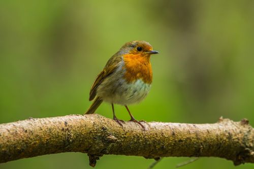 redbreast bird nature