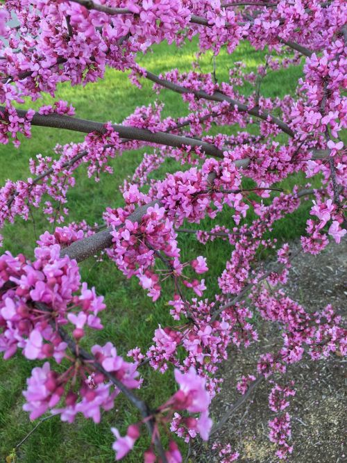 redbud eastern pink