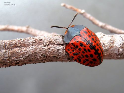 Redbug