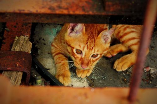redhead cat kitten