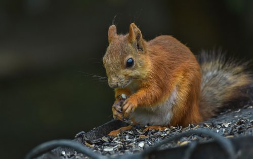 redhead  squirrel  animal