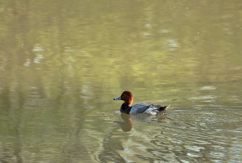 Redhead Duck In Pond