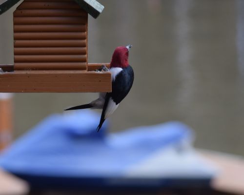 redheaded woodpecker woodpecker bird feeder