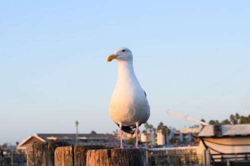 redondo beach california seagull