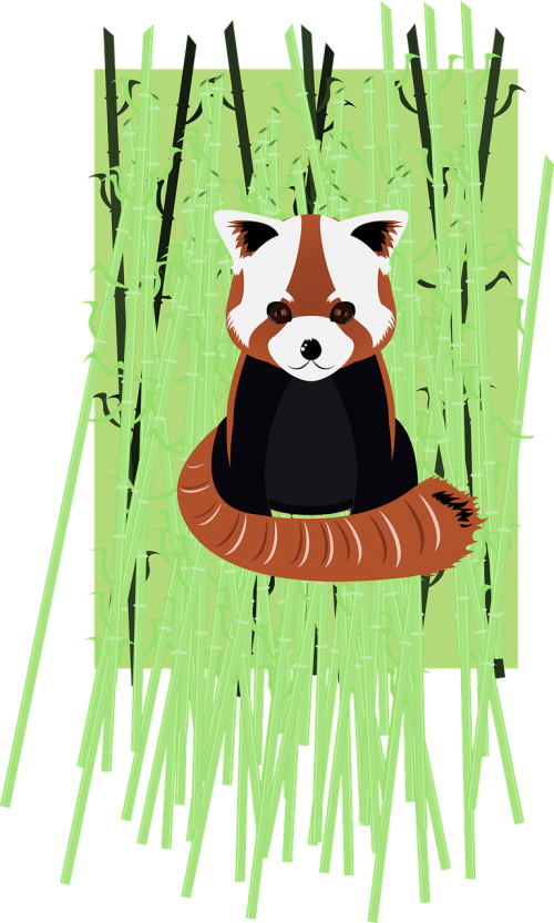 red panda bamboo vector