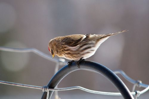 redpoll bird wildlife