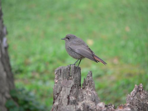 redstart winged feathered