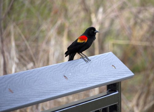 redwing  blackbird  fence