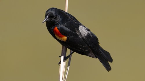 redwing  blackbird  nature