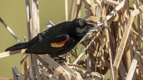 redwing blackbird  eyes  marsh