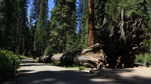 redwood yosemite california
