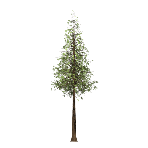 redwood tree painted tree