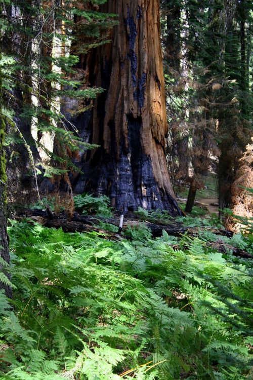 redwood burned california