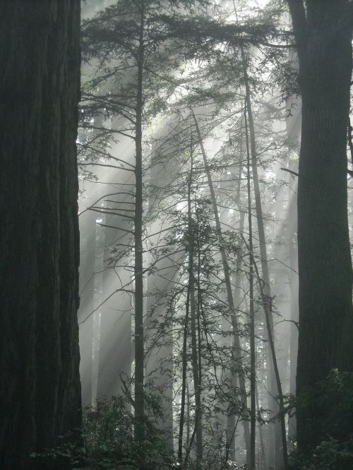 redwood fog sunlight