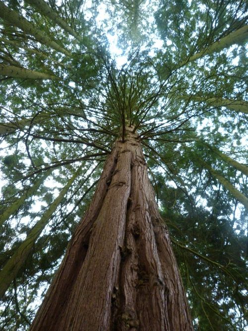 redwood sequoia flora