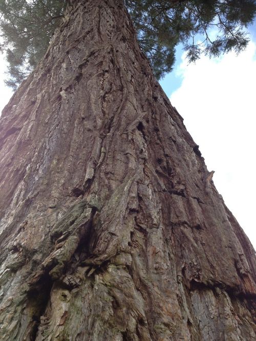 redwood sequoia tall tree