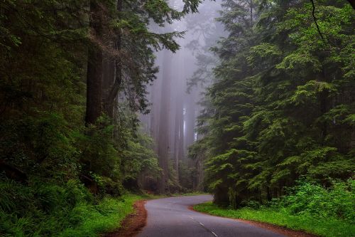 redwood national park california hdr