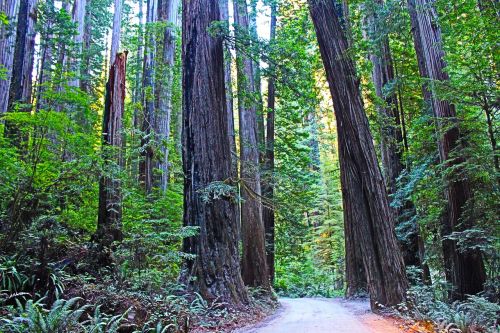 redwood national park california usa