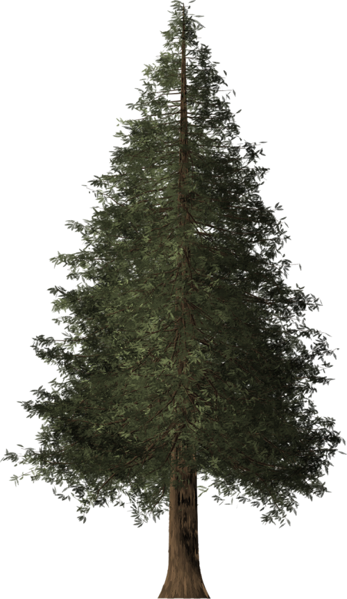 redwood tree redwood tree
