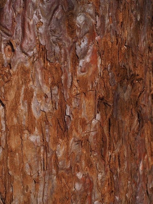 redwood tree bark  bark  mammoth baumborke