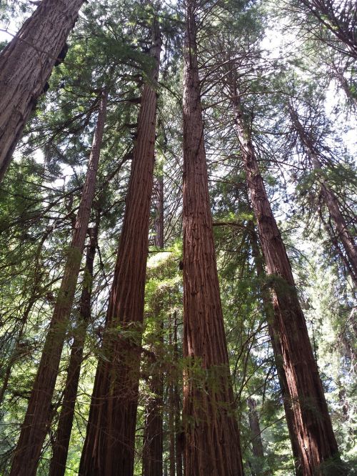 redwoods muir woods forest