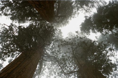 redwoods trees tall