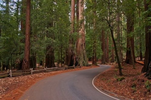 redwoods forest trees
