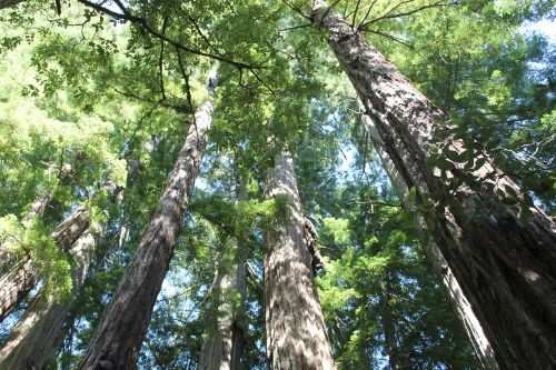 redwoods trees natural