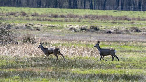 ree  deer  nature