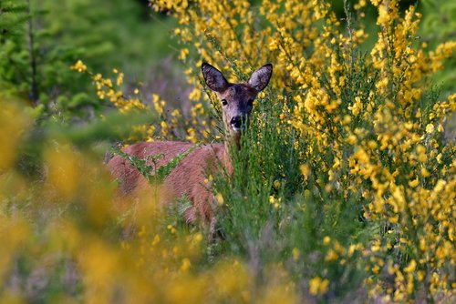 ree  roe  animals