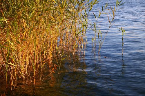 reed bank water